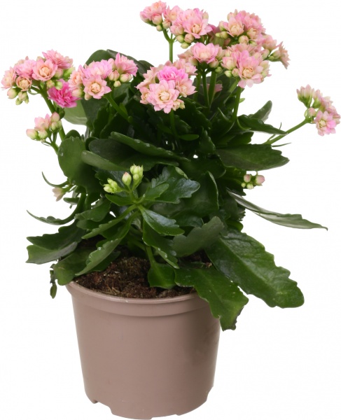 Растение декоративное Каланхое Розалин микс (12/25)
