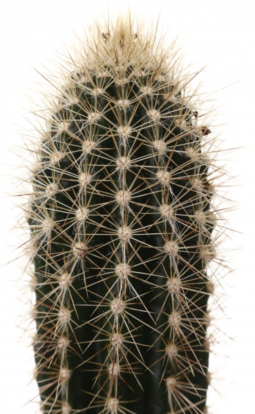 Рослина кімнатна Кактус мікс 5х10 см