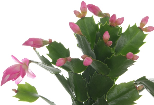 Рослина кімнатна Шлюмбергера мікс 9x20 см