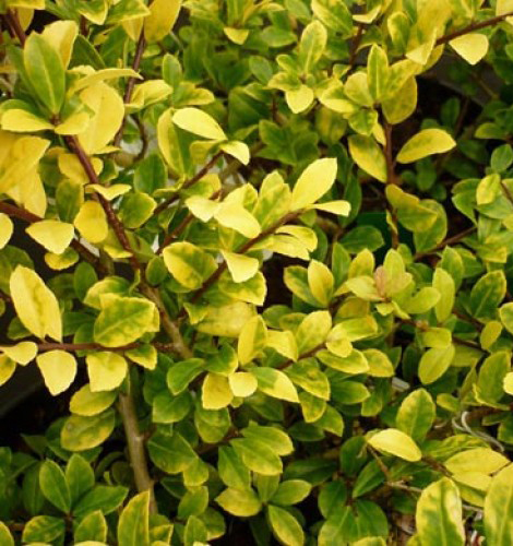 Рослина Падуб городчатий 'Golden Gem'/ Ilex crenata 'Golden Gem' С3/Н20-30