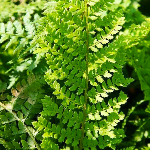 Растение Многорядник щетинковый 'Plumoso-densum' С3