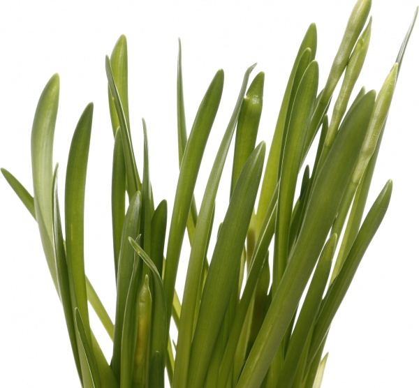 Рослина кімнатна Нарцисс 3рр d12 h30