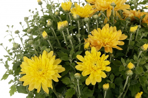 Рослина кімнатна Хризантема шар мікс 19/30