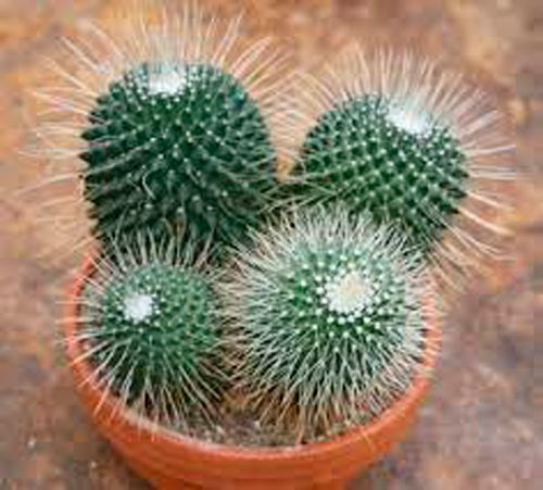 Кактус мамилярия спинозима d11/h12