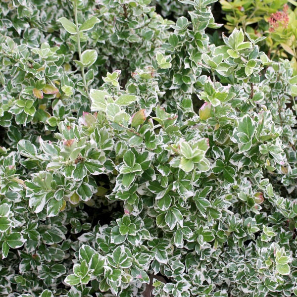 Растение Брюхля крупноплодная С3