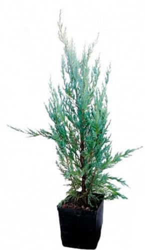 Растение Можжевельник скальный Moonglow (R20-F23 h100-120 WRB)