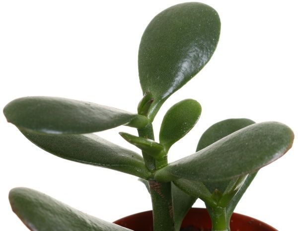 Растение Суккулент микс 5/8