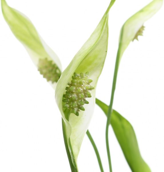 Растение Спатифиллум 10,5х35 см