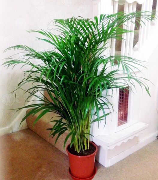 Растение комнатное Хамедорея 13/40 Chamaedorea Elegans