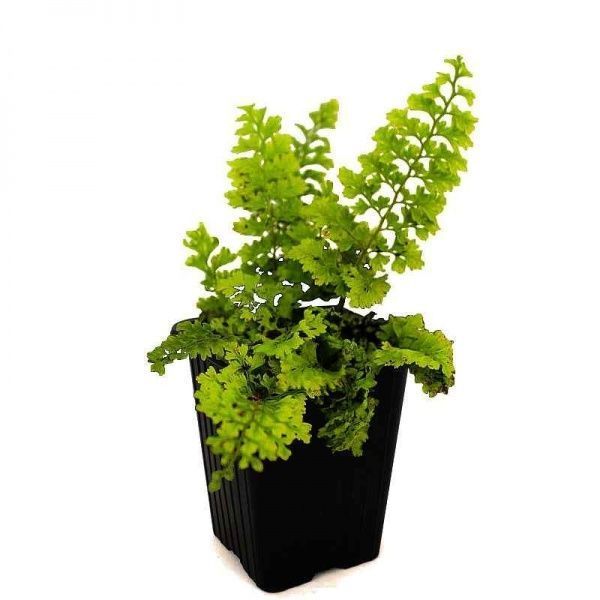 Растение декоративное Лотос К Многорядник щетинконосный 'Plumosum' (Polystichum s. 'Plumosum')