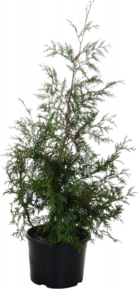 Саженец Гигантская Thuja standishii x plicata (для живых изгородей) 25L H130-160 см