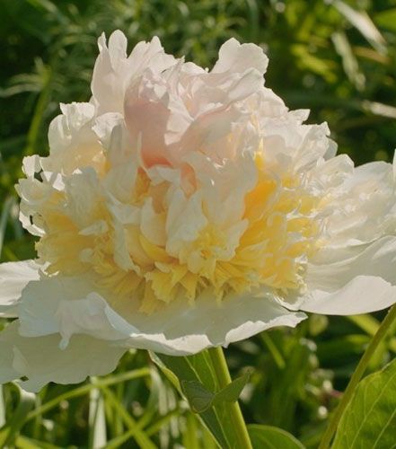 Корневище Яскрава Пион травянистый высокий Top Brass 1 шт. 