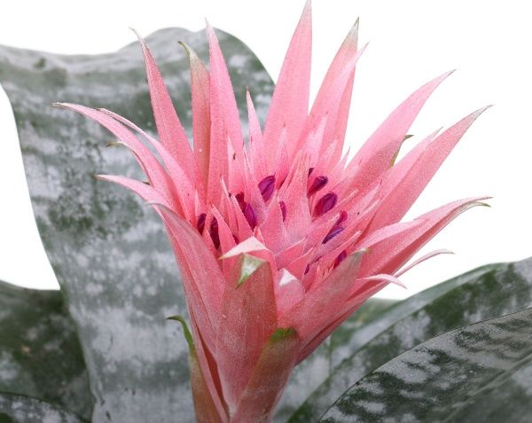 Растение Эхмея 15х60 см