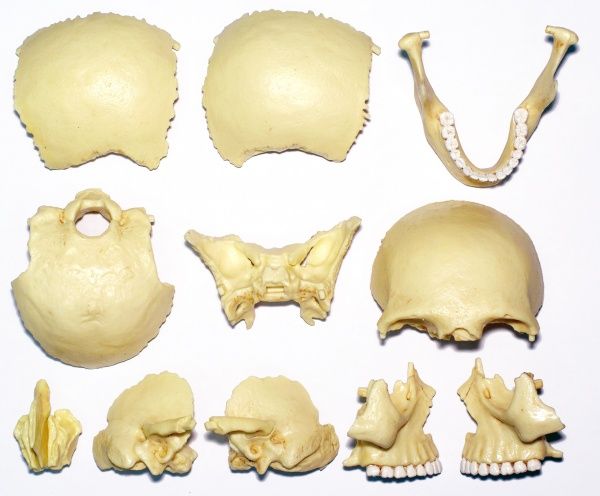 Об’ємна анатомічна модель 4D Master Череп людини FM-626111