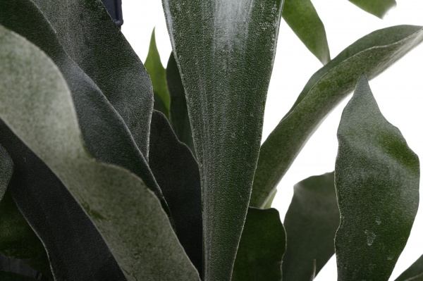 Рослина Платіцеріум 18/55