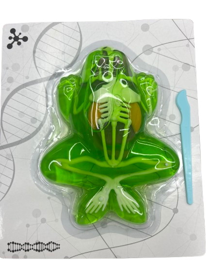 Набор исследователя Maya Toys Анатомия животных Лягушка 801B