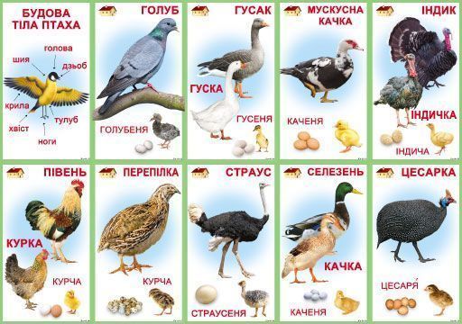 Набор учебный Птицы домашние 