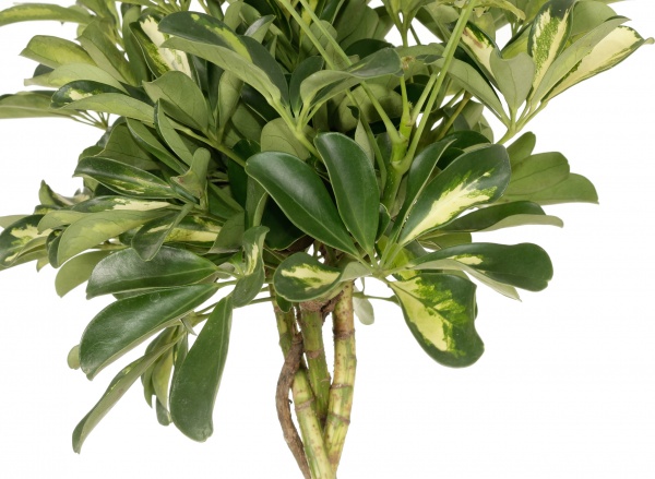 Растение комнатное Шефлера Компакта на плетеном стволе 21х70 см