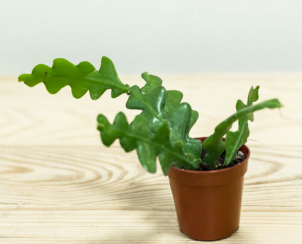 Растение комнатное Эпифиллум 12*25 Anguliger