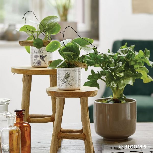 Кашпо керамічне Soendgen Bari 0199-0016-2717 круглий 3,5 л коричневий 