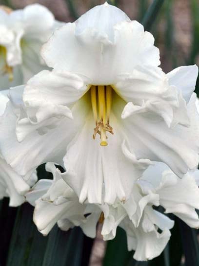 Луковица нарцисса розрезнокорончатого Колбланк 2 шт. 