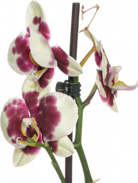 Рослина кімнатна Фаленопсис мікс 2 стовбури 12+ 12/50-60