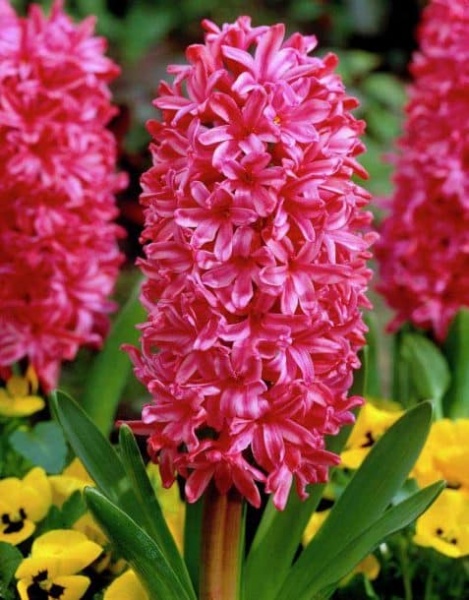 Луковица гиацинта Jan Bos 1 шт. 