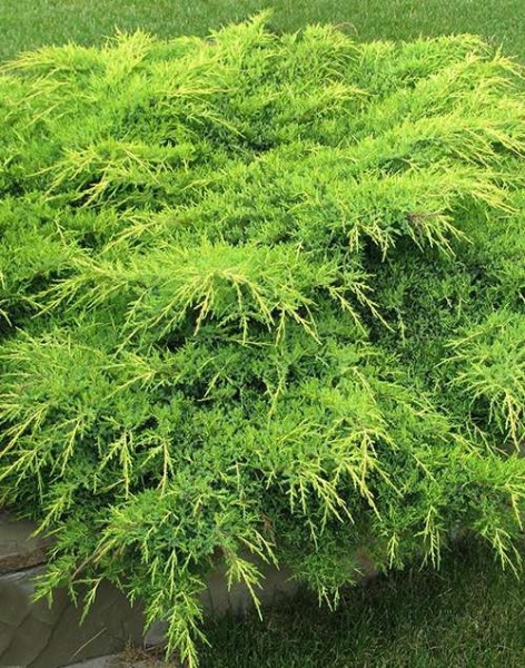 Растение Можжевельник средний / Juniperus pfitzeriana Aurea ( форм ), С20