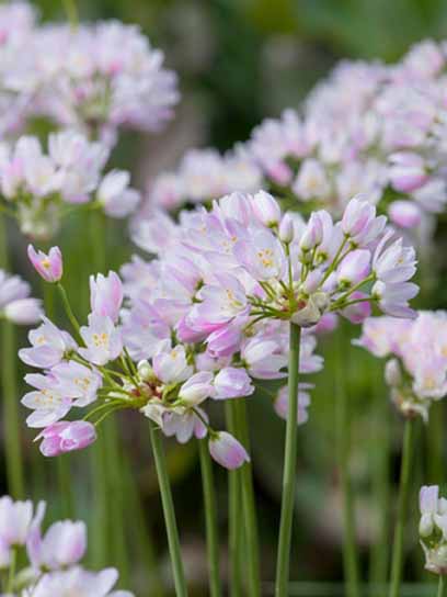 Луковица TUBERBULB Export B.V. лука декоративного Розеум 7 шт. 