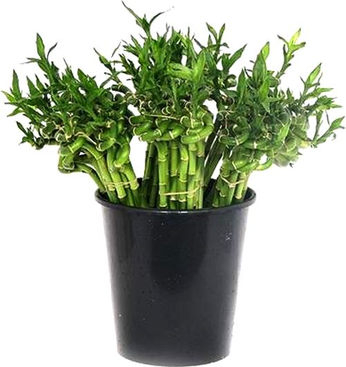 Растение комнатное Бамбук Спираль 80 см