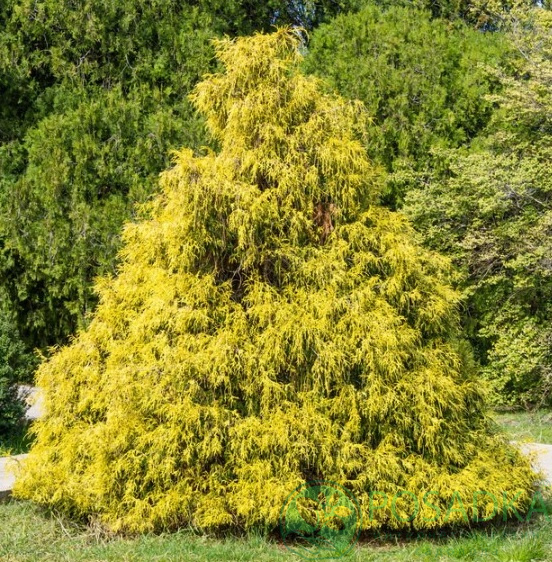 Растение Кипарисовик горохоплодный Голд Спангл / Chamaecyparis pisifera Gold Spangle С7.5 / Н 30-40