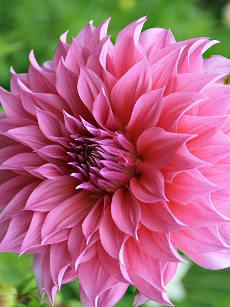 Коренебульба жоржини дінеплейт Артур Хамблей 1 шт.