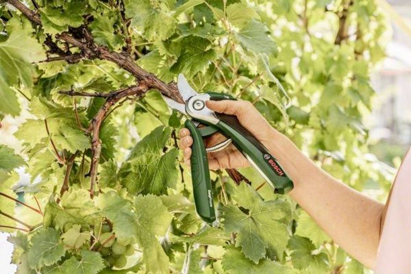 Секатор Bosch акумуляторний EasyPrune 06008B2000