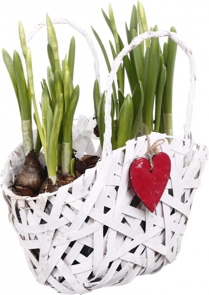 Растение Корзина 24 Фаленопсис 3 шт.