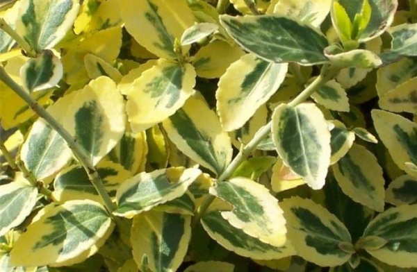 Растение Бересклет / Euonymus fort.Emerald`n Gold Р14