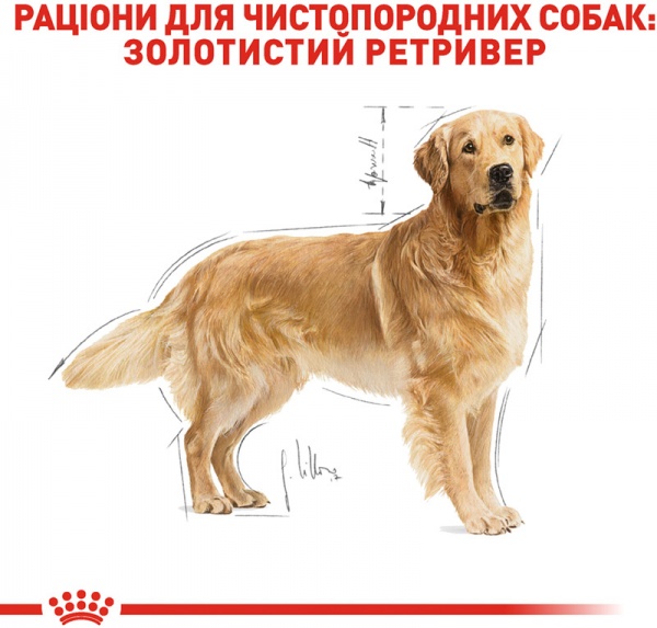 Корм Royal Canin для собак GOLDEN RETRIEVER ADULT (Голден Ретривер Едалт), 12 кг (свійська птиця, рис, кукурудза) 12 кг