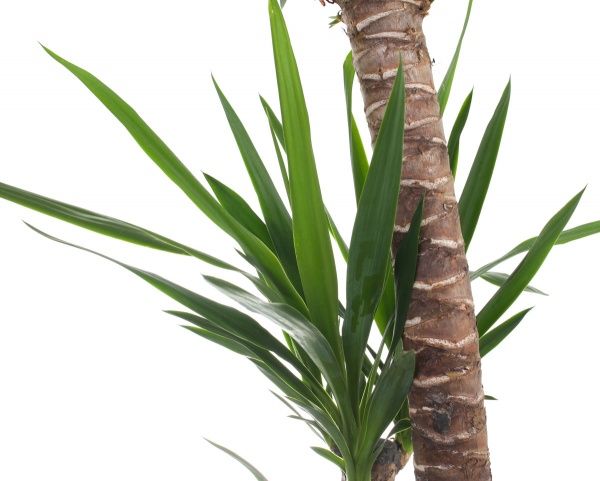 Растение Юкка 3 ствола 24/135