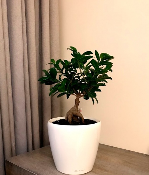 Растение Фикус Гинсенг в стеклянной вазе 16х30 см