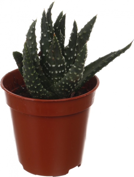 Рослина кімнатна Хавортія мікс 6х10 см