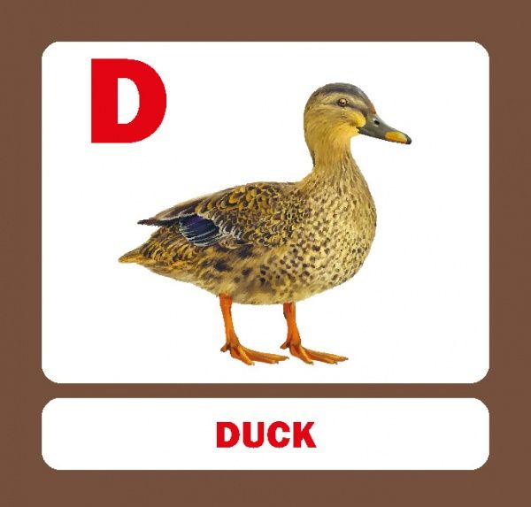 Книга «Навчальний посібник. АВС. англ-укр»