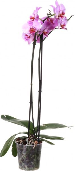 Растение комнатное Фаленопсис 12x60 см 1-2 dетви микс