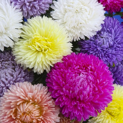 Насіння Професійне насіння айстра Леді Корал суміш 20 шт. (4820176692979)