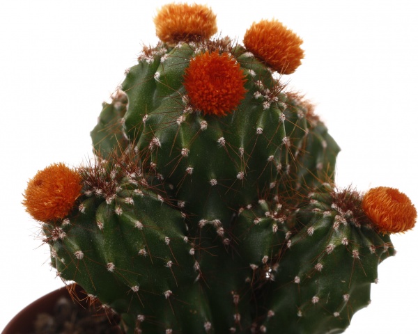 Растение комнатное Кактус с искусственным цветком 5х10 см