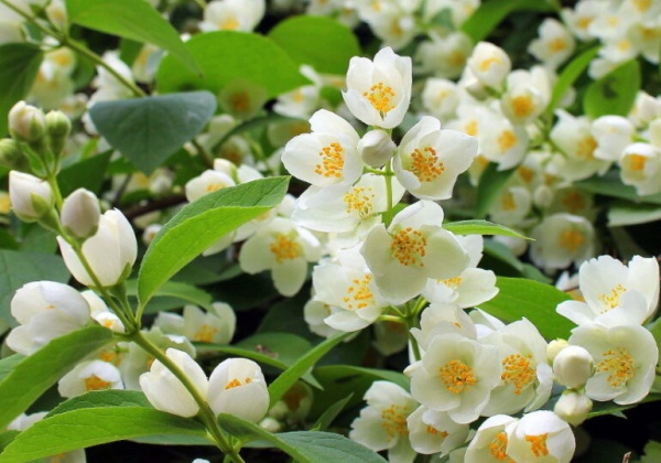 Растение Жасмин d17/h75