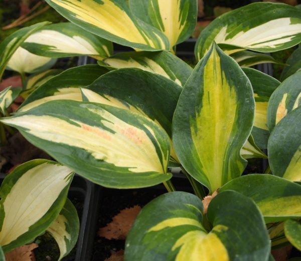 Растение Хоста Thunderbolt