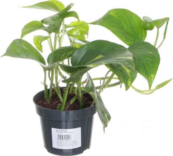 Рослина Сциндапсус 12/25 ауреум