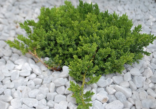 Растение Можжевельник нана d17/h30