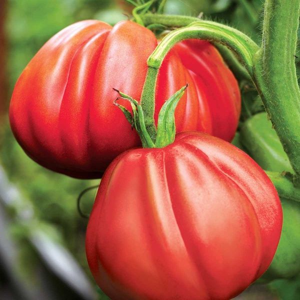 Семена Професійне насіння томат высокорослый Португос F1 ребристый 10 шт. (4820176690333)