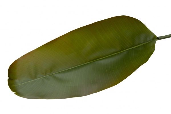 Растение искусственное лист Стрелиция, 107 см 631697 Home Seasons Decor