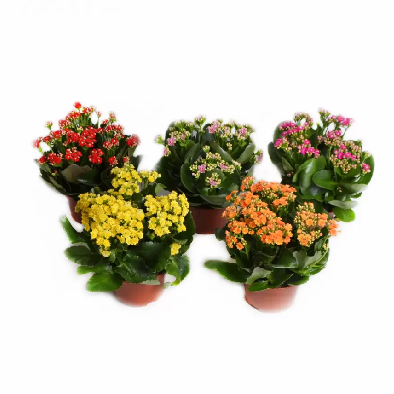 Растение Каланхое каландива 10х23 микс (Queen)